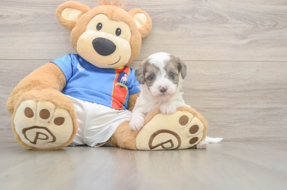 5 week old Havapoo Puppy For Sale - Premier Pups