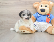 9 week old Havapoo Puppy For Sale - Premier Pups