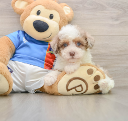 7 week old Havapoo Puppy For Sale - Premier Pups