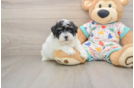 Havapoo Pup Being Cute