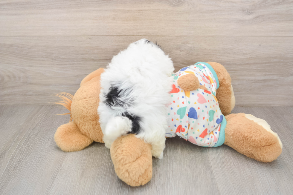 Little Havadoodle Poodle Mix Puppy