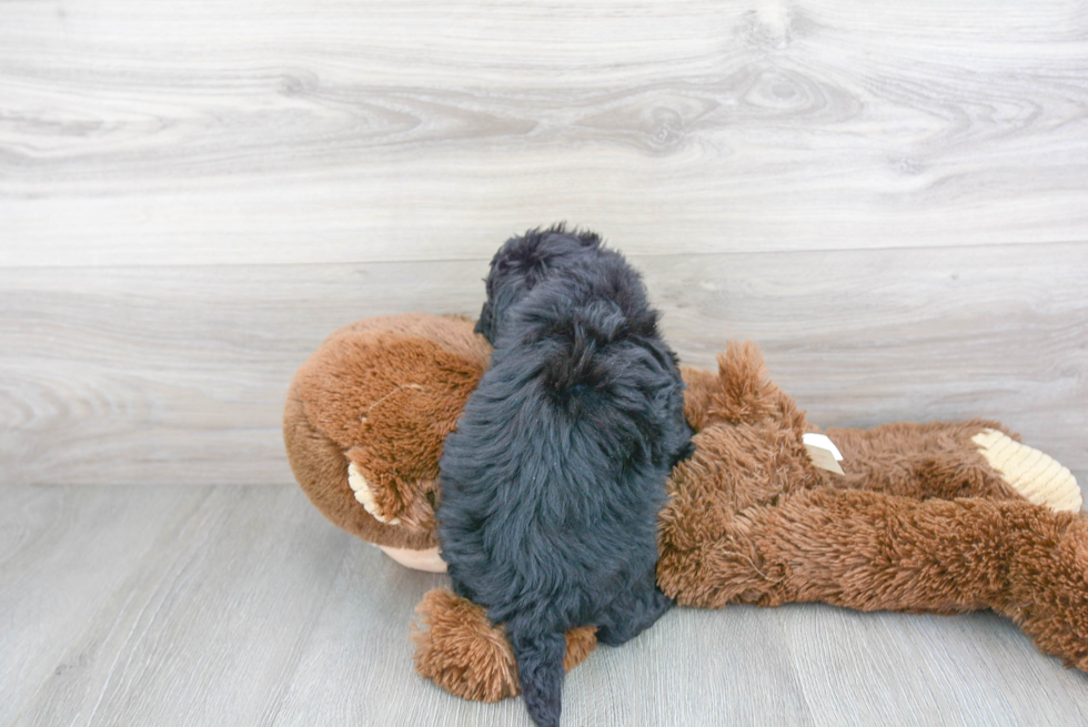 Little Havadoodle Poodle Mix Puppy