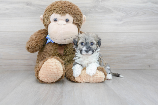 Energetic Havadoodle Poodle Mix Puppy