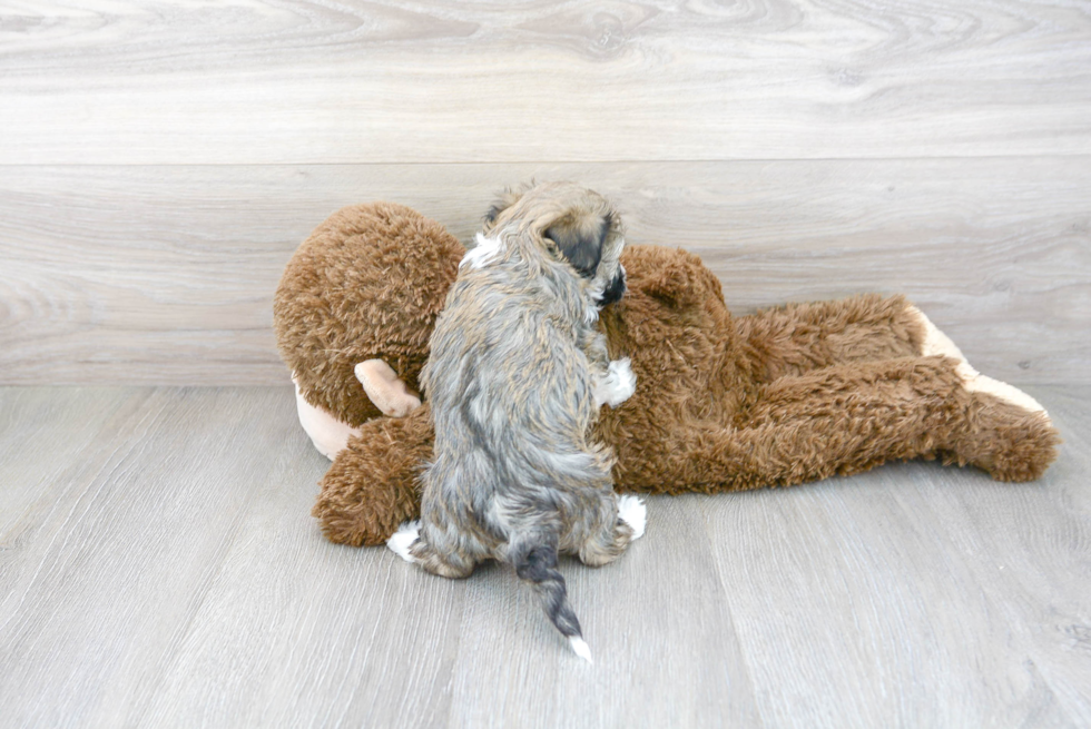 Adorable Havadoodle Poodle Mix Puppy