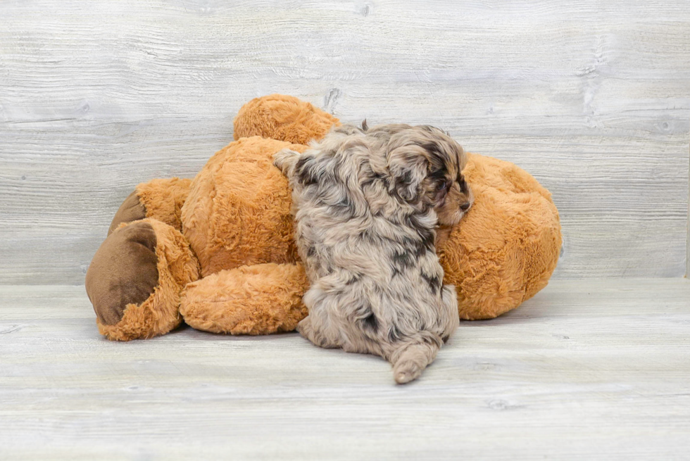 Petite Havapoo Poodle Mix Pup