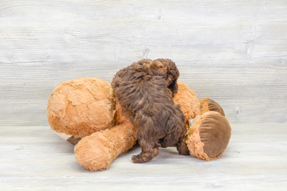 Little Havadoodle Poodle Mix Puppy