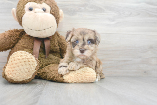 Popular Havapoo Poodle Mix Pup