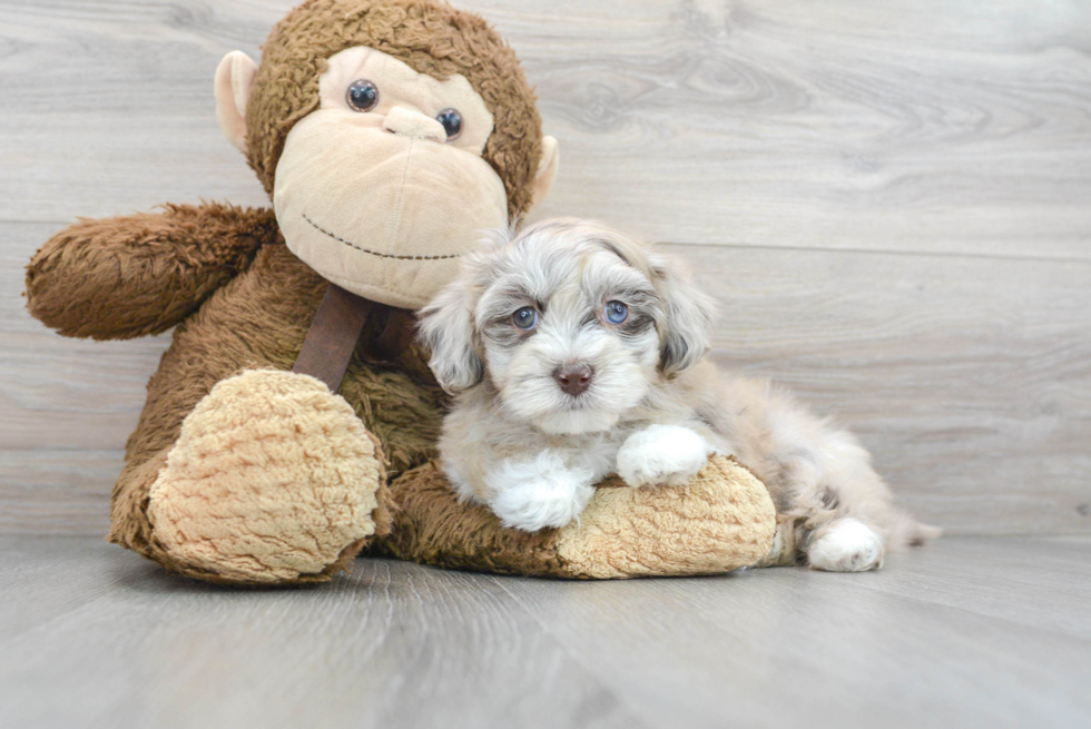 Playful Havadoodle Poodle Mix Puppy