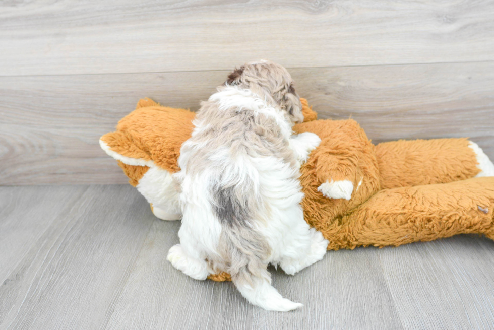 Hypoallergenic Havanese Poodle Mix Puppy