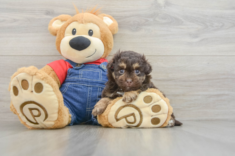 5 week old Havapoo Puppy For Sale - Premier Pups
