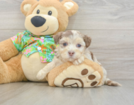 7 week old Havapoo Puppy For Sale - Premier Pups