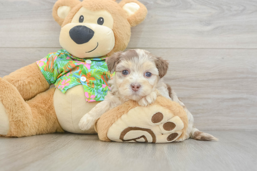 5 week old Havapoo Puppy For Sale - Premier Pups