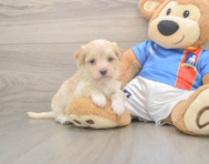 6 week old Havapoo Puppy For Sale - Premier Pups