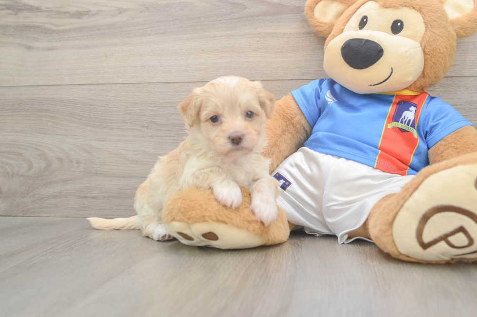 5 week old Havapoo Puppy For Sale - Premier Pups