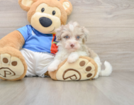 9 week old Havapoo Puppy For Sale - Premier Pups