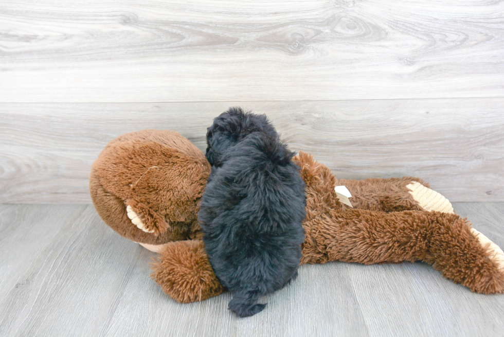 Fluffy Havapoo Poodle Mix Pup