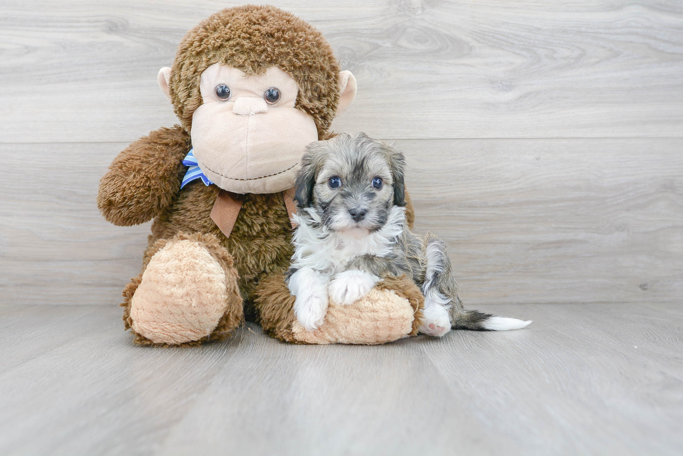 Energetic Havanese Poodle Mix Puppy