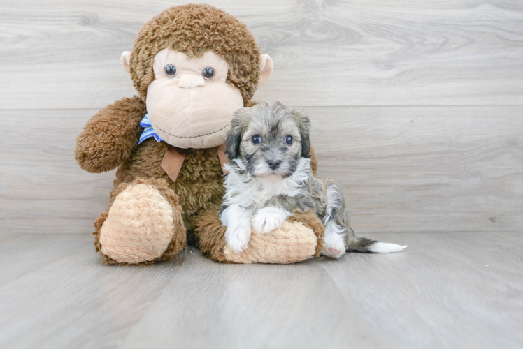 Energetic Havanese Poodle Mix Puppy