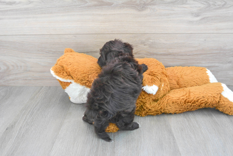 Fluffy Havapoo Poodle Mix Pup