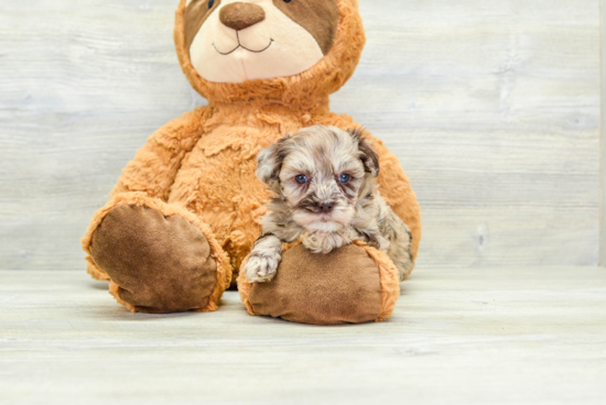 Little Havadoodle Poodle Mix Puppy