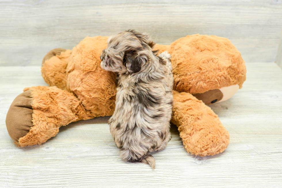 Adorable Havanese Poodle Mix Puppy