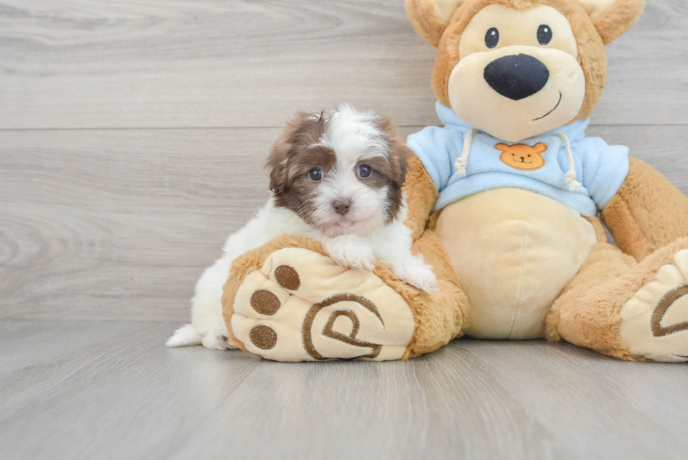 Funny Havapoo Poodle Mix Pup