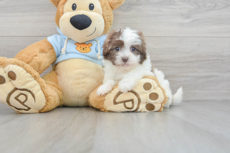 Funny Havapoo Poodle Mix Pup