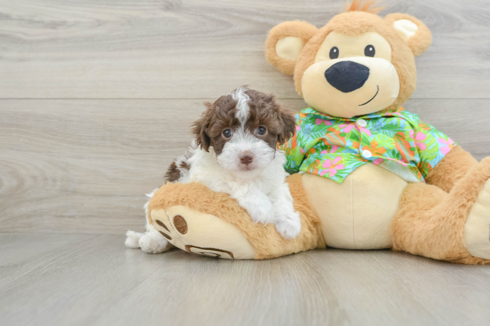 Energetic Havadoodle Poodle Mix Puppy