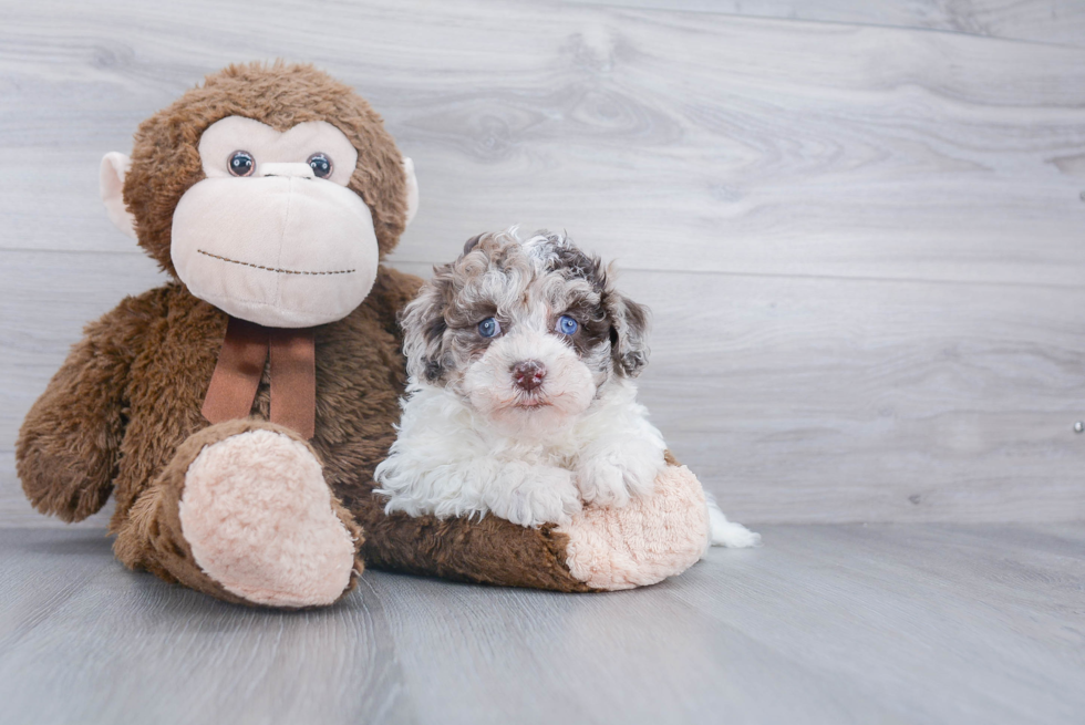 Playful Havanese Poodle Mix Puppy