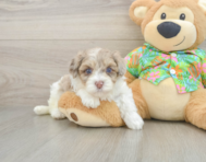 7 week old Havapoo Puppy For Sale - Premier Pups