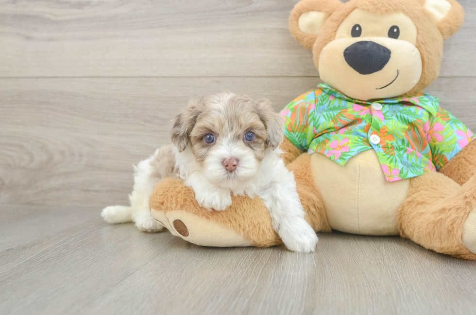 5 week old Havapoo Puppy For Sale - Premier Pups