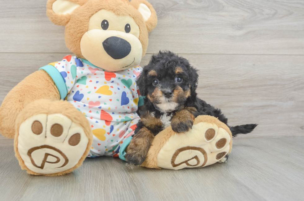 6 week old Havapoo Puppy For Sale - Premier Pups