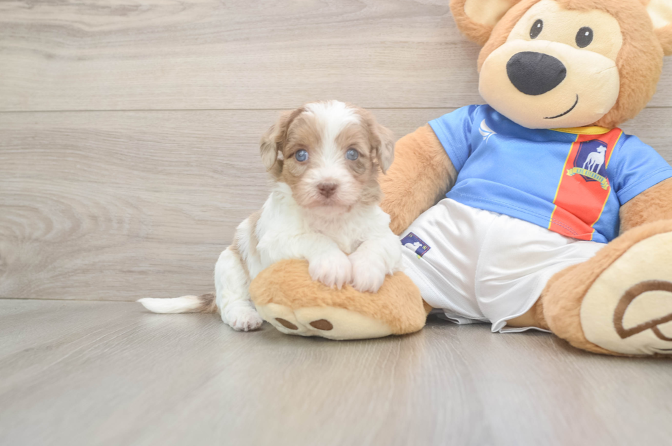 5 week old Havapoo Puppy For Sale - Premier Pups