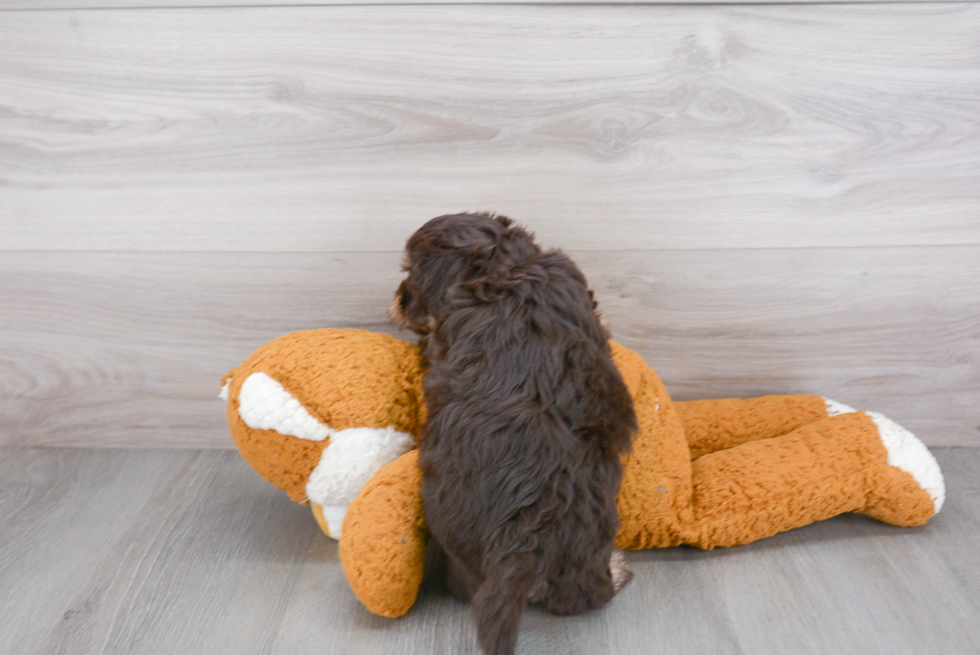 Energetic Havadoodle Poodle Mix Puppy