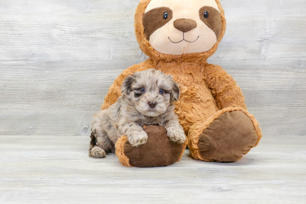 Little Havanese Poodle Mix Puppy