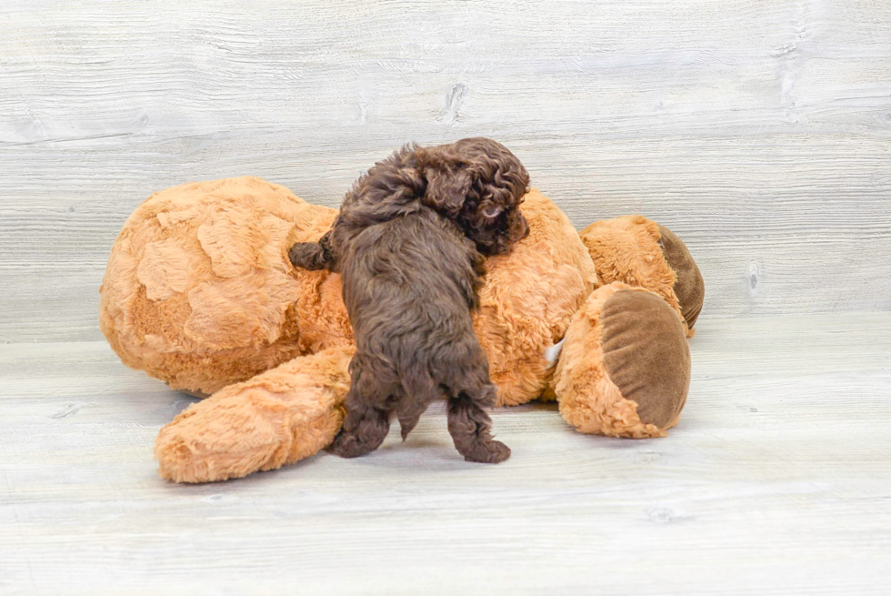 Petite Havapoo Poodle Mix Pup