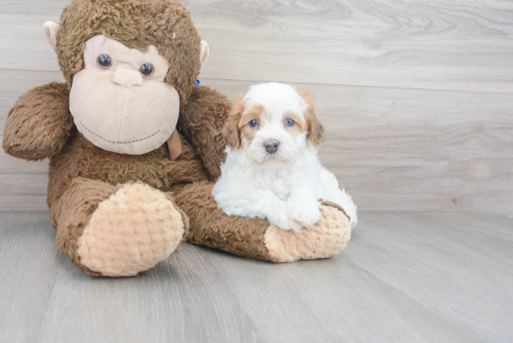 Havapoo Pup Being Cute