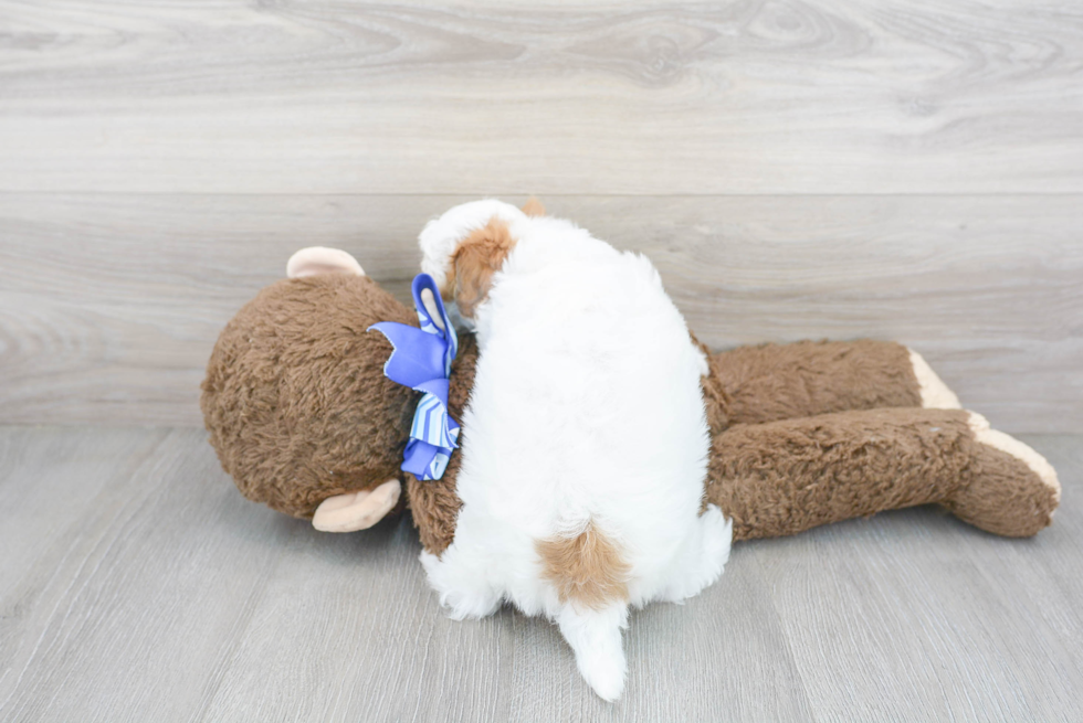 Playful Havadoodle Poodle Mix Puppy