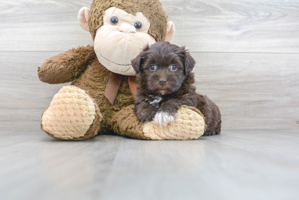 Funny Havapoo Poodle Mix Pup