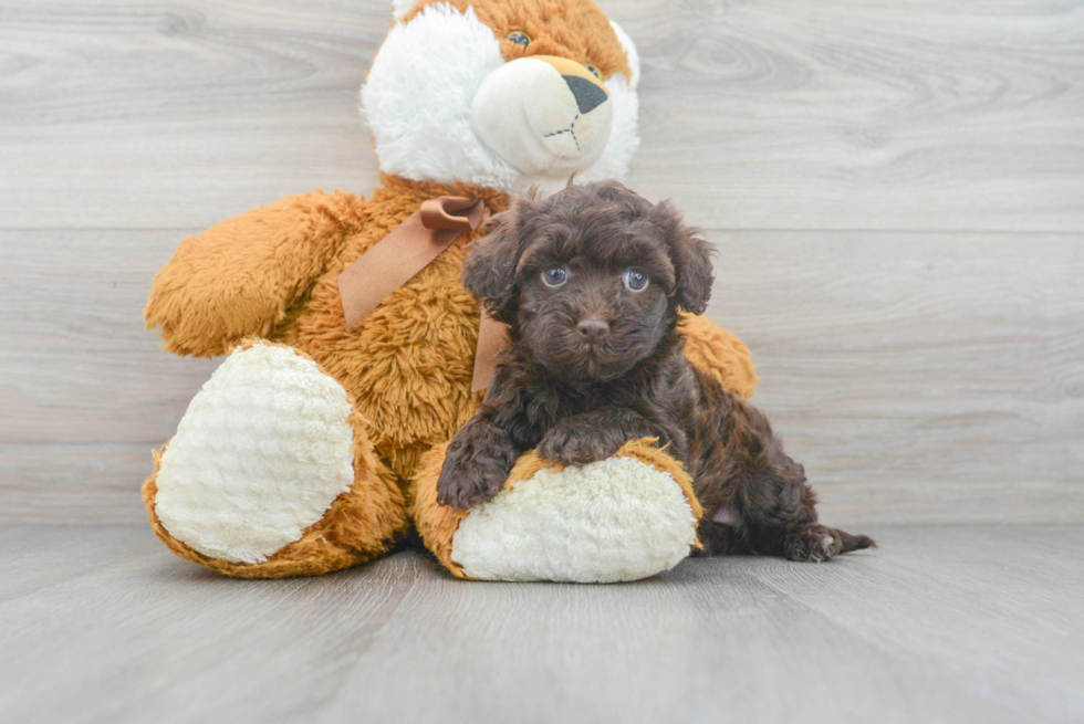 Playful Havanese Poodle Mix Puppy