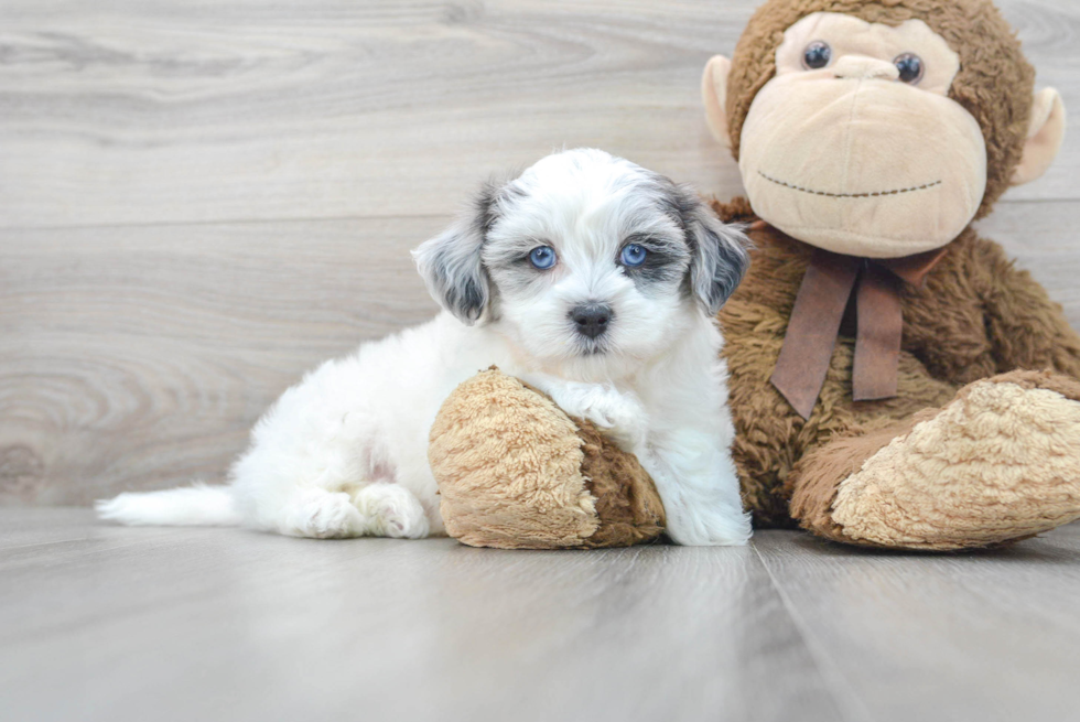 Playful Havadoodle Poodle Mix Puppy