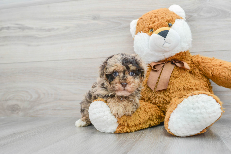 Petite Havapoo Poodle Mix Pup