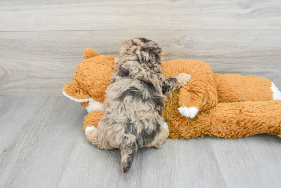 Little Havanese Poodle Mix Puppy