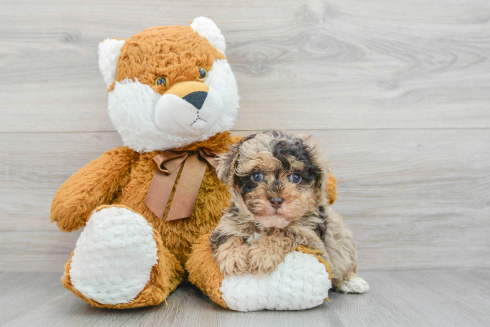 Smart Havapoo Poodle Mix Pup