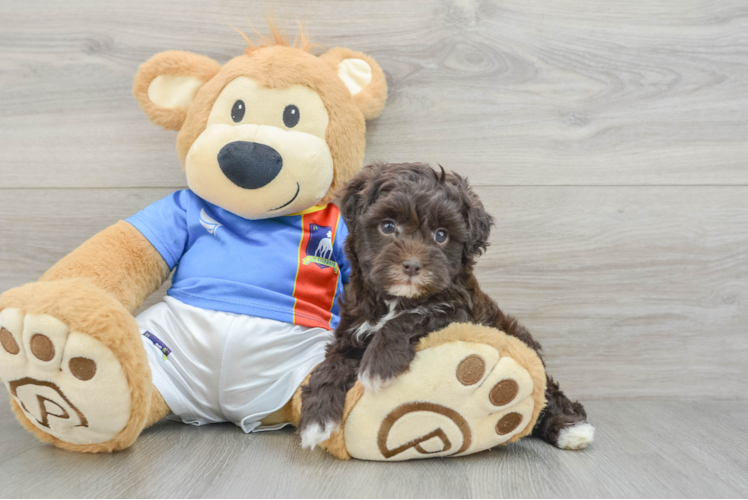 Havapoo Pup Being Cute