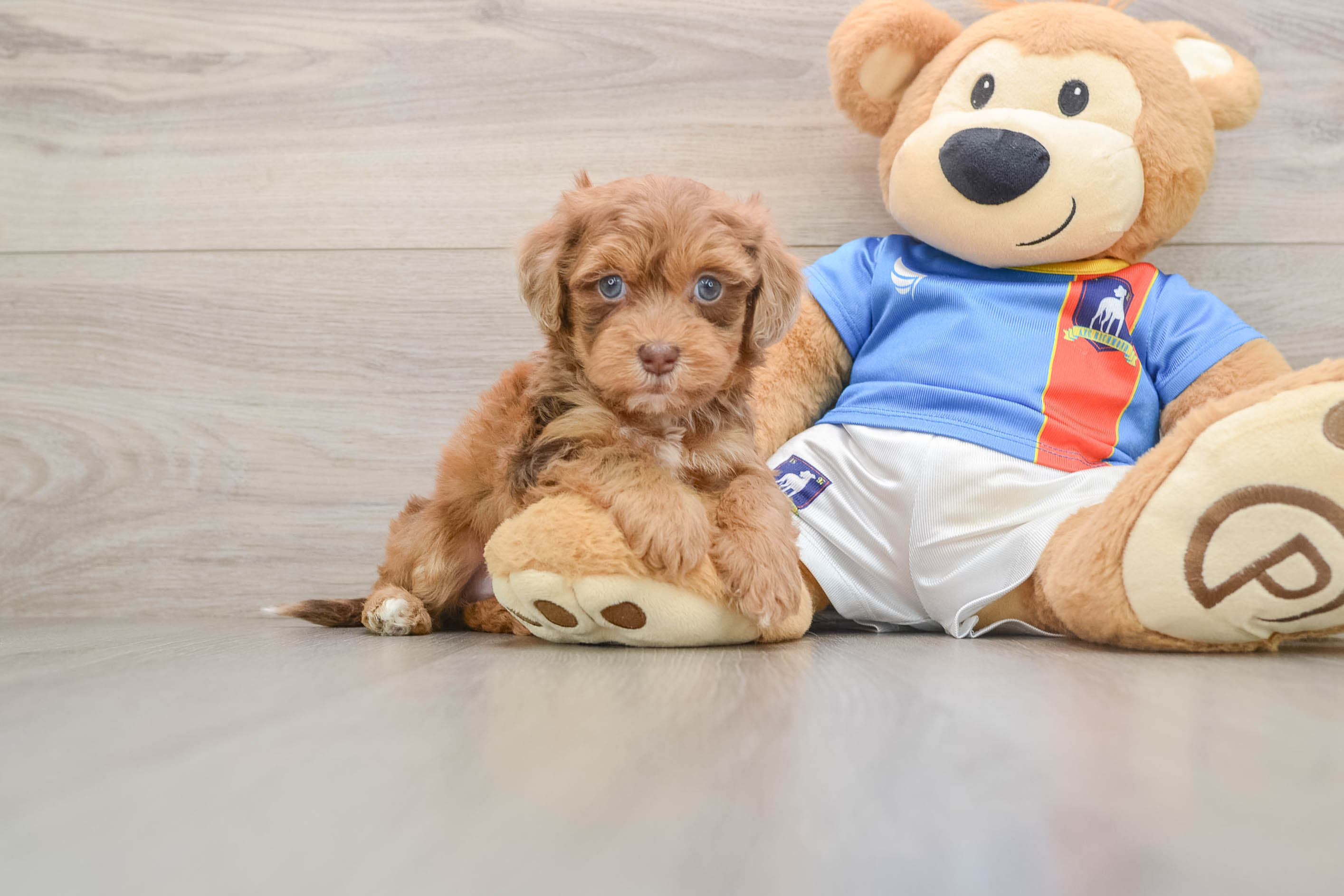 Havapoo Pup Being Cute
