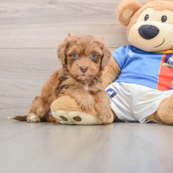 Havapoo Pup Being Cute
