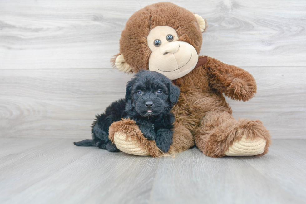 Adorable Havanese Poodle Mix Puppy