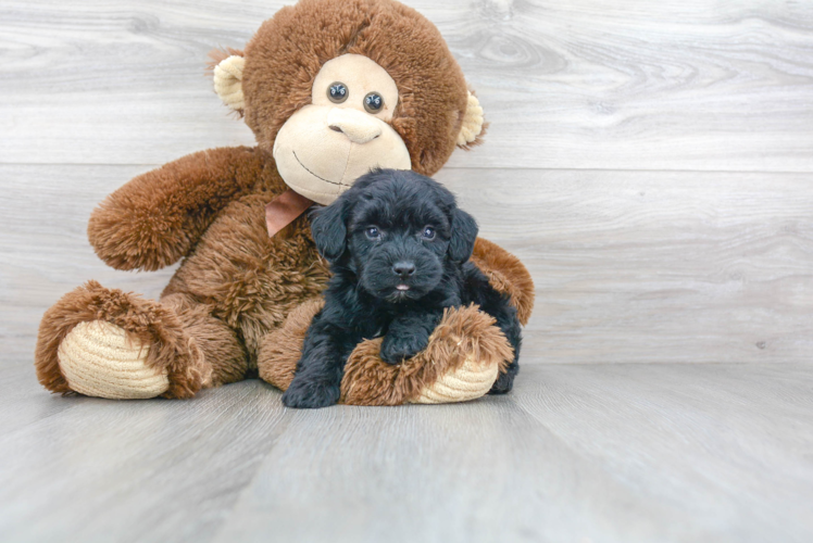 Little Havanese Poodle Mix Puppy