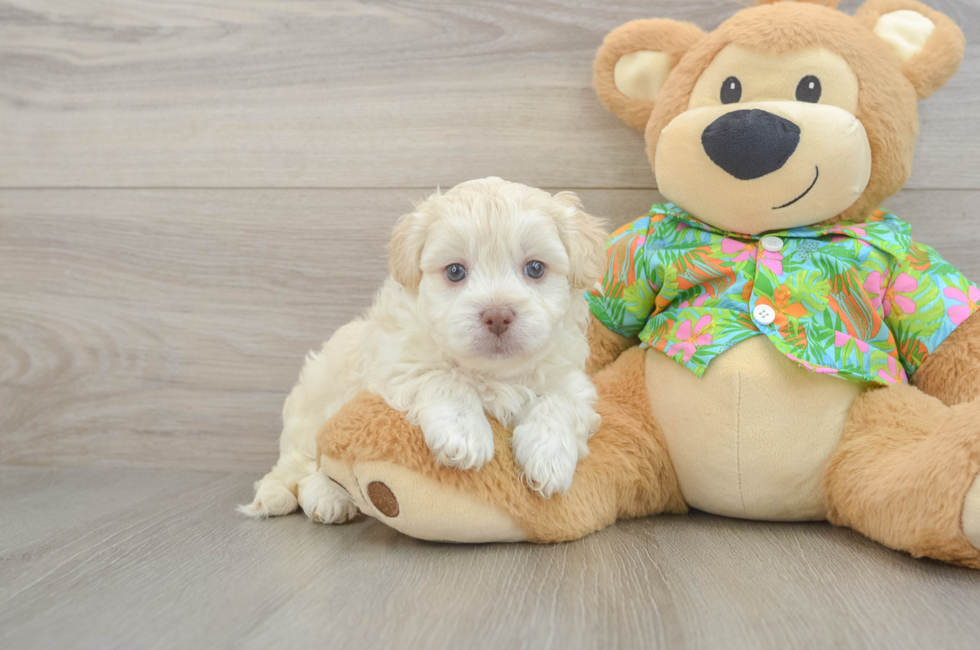 5 week old Havapoo Puppy For Sale - Premier Pups